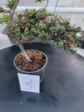 Cotoneaster microphyllus 'THYMINIFOLIUS' Pre-Bonsai #3