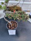 Cotoneaster microphyllus 'THYMINIFOLIUS' Pre-Bonsai #4