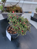 Cotoneaster microphyllus 'THYMINIFOLIUS' Pre-Bonsai #4