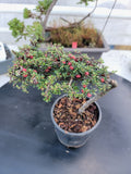 Cotoneaster microphyllus 'THYMINIFOLIUS' Pre-Bonsai #4