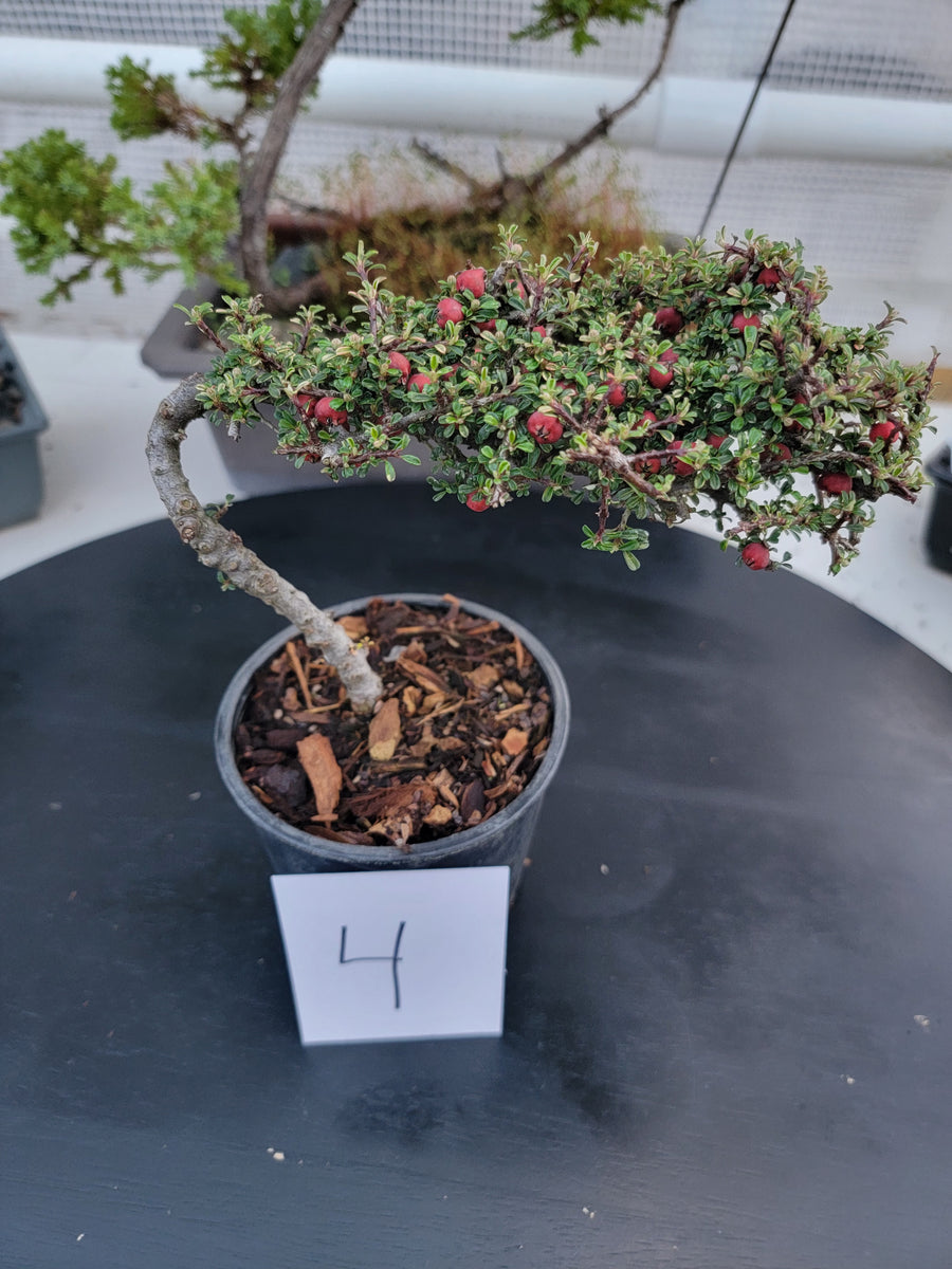 Cotoneaster microphyllus 'THYMINIFOLIUS' Pre-Bonsai #4 – MiniForest