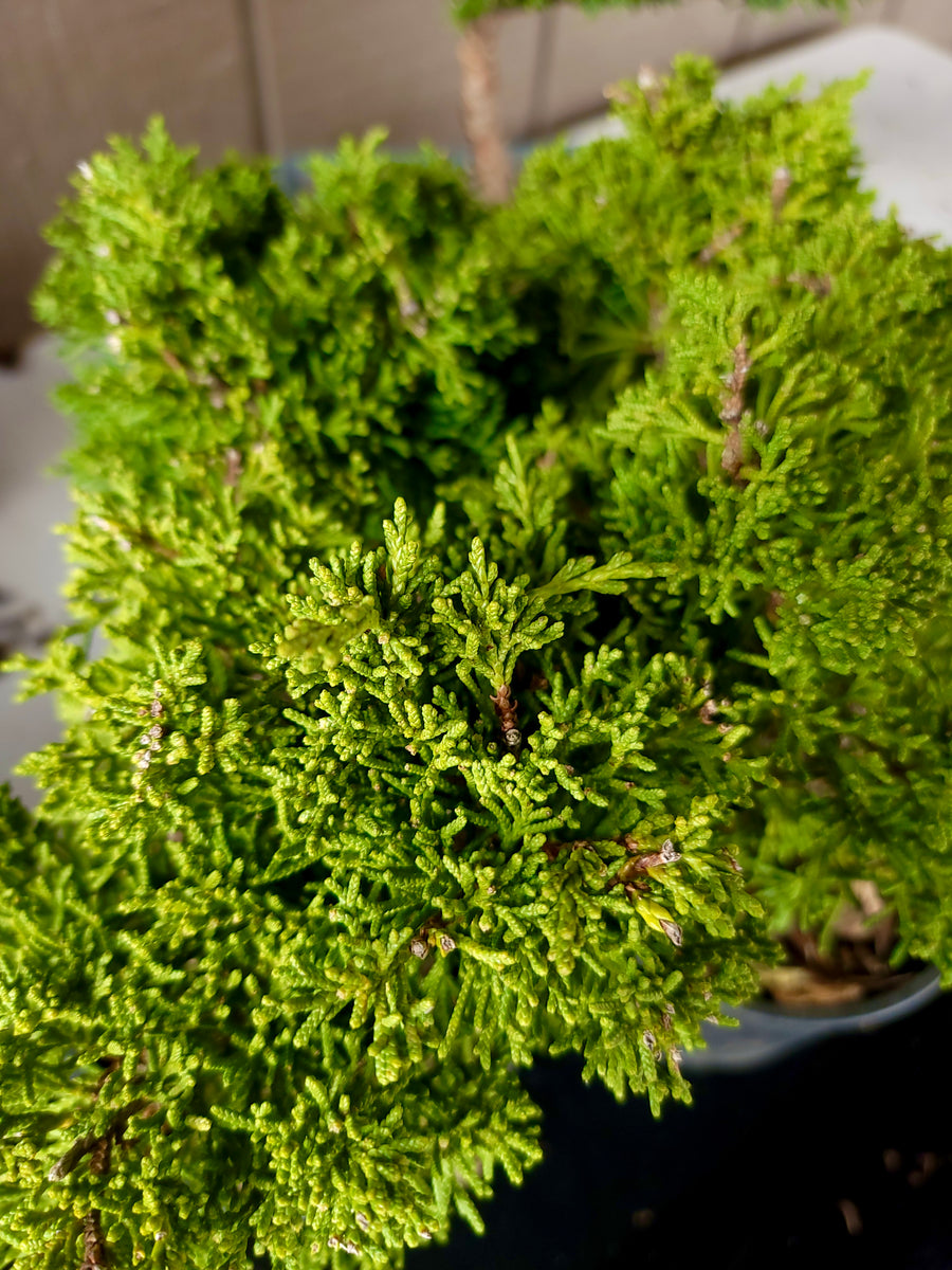真柏　shinpaku Juniperus chinensis Juniperus chinensis 'Shimpaku' – Nurseries Caroliniana