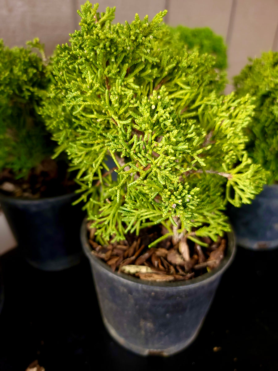真柏　shinpaku Juniperus chinensis Juniperus chinensis 'SHIMPAKU' – MiniForest