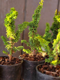 Chamaecyparis obtusa ‘CHIRIMEN’