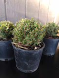 Picea glauca ‘BLUE PLANET’