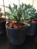 Juniperus squamata ‘BLUE STAR’ Juniper