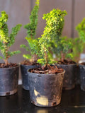 Chamaecyparis obtusa ‘CHIRIMEN’