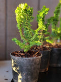 Chamaecyparis obtusa ‘CHIRIMEN’