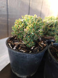 Picea glauca ‘BLUE PLANET’