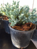 Juniperus squamata ‘BLUE STAR’ Juniper