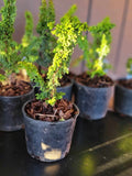 Chamaecyparis obtusa ‘CHIRIMEN’