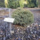 Picea glauca ‘BLUE PLANET’