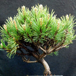 Pinus mugo 'SLOWMOUND'
