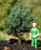 Picea glauca ‘BLUE PLANET’