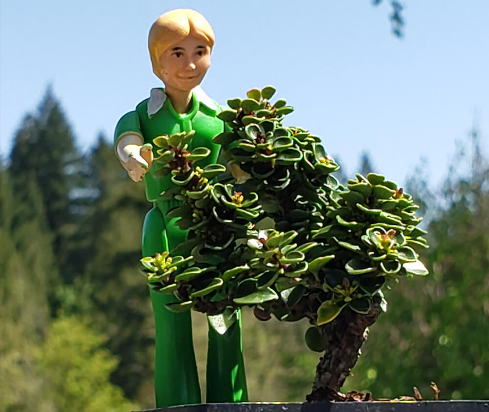 Ilex crenata 'JERSEY JEWEL' – MiniForest