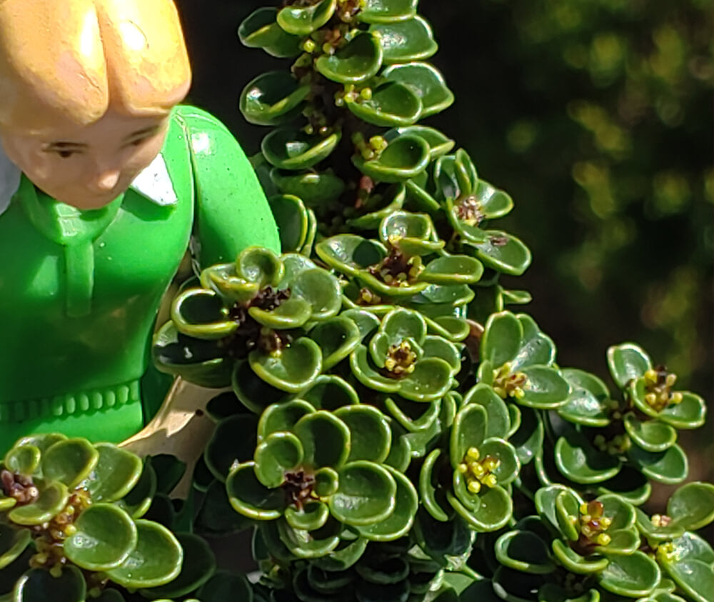 Ilex crenata 'JERSEY JEWEL' – MiniForest