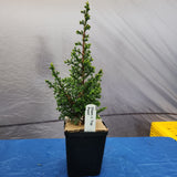 Chamaecyparis thyoides TOP POINT