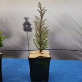 Chamaecyparis lawsoniana 'BLUE SURPRISE'