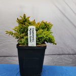 Cryptomeria japonica ‘RYOKO GYOKU’