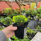 Chamaecyparis obtusa nana lutea DWARF GOLDEN HINOKI CYPRESS