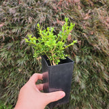 Buxus sinica v insularis ASIAN BOXWOOD