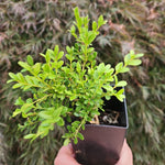 Buxus sinica v insularis ASIAN BOXWOOD