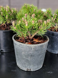 Pinus mugo ‘VALLEY CUSHION’