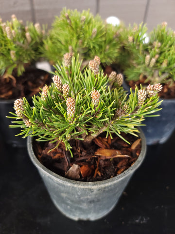 Pinus mugo ‘VALLEY CUSHION’