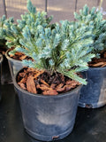 Juniperus squamata ‘BLUE STAR’ Juniper