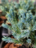 Juniperus squamata ‘BLUE STAR’ Juniper