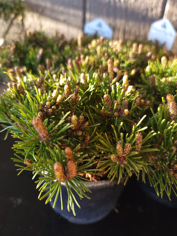 Pinus mugo 'SLOWMOUND'
