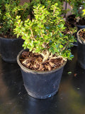 Ilex crenata ‘DWARF PAGODA’