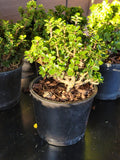 Ilex crenata ‘DWARF PAGODA’