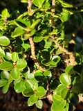 Ilex crenata ‘DWARF PAGODA’