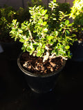 Ilex crenata ‘DWARF PAGODA’
