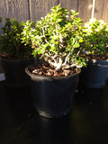 Ilex crenata ‘DWARF PAGODA’