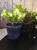 Ilex crenata ‘DWARF PAGODA’