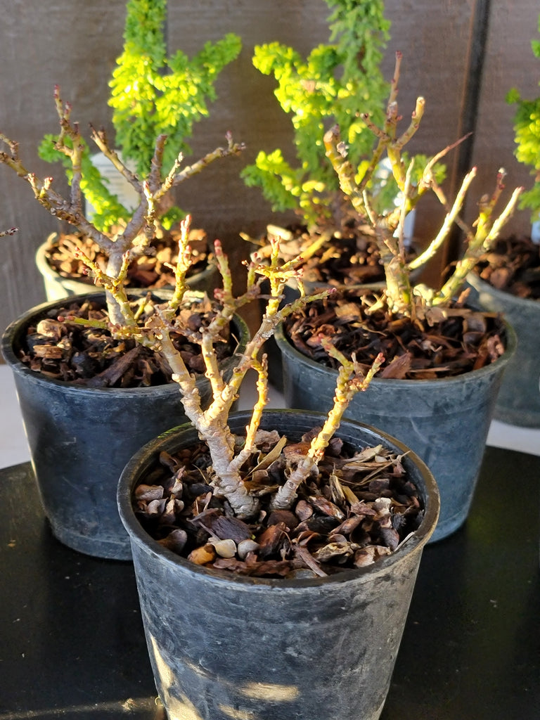 salix plant in pot Salix, boydii 'BOYD'S WILLOW' – MiniForest