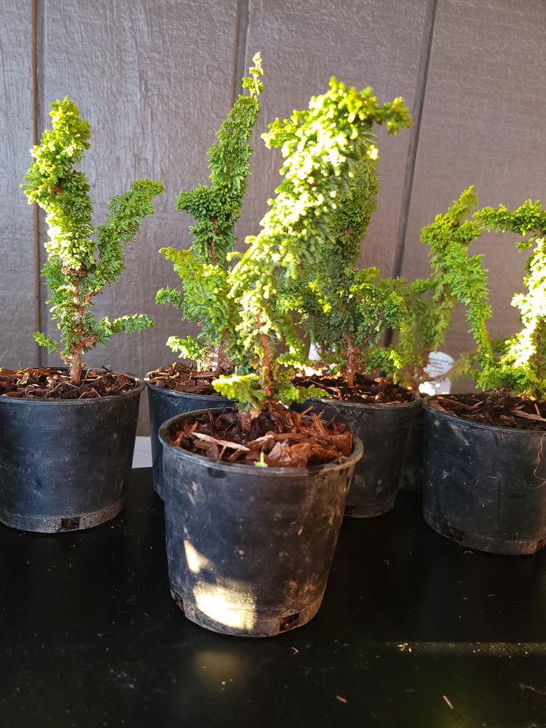 untrimmed bonsai tree Chamaecyparis obtusa 'CHIRIMEN' – MiniForest