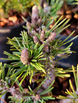 Pinus, mugo 'WHITE BUD'