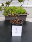 Oinus, mugo 'SLOWMOUND' Pre-Bonsai MF0145