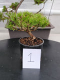 Oinus, mugo 'SLOWMOUND' Pre-Bonsai MF0145