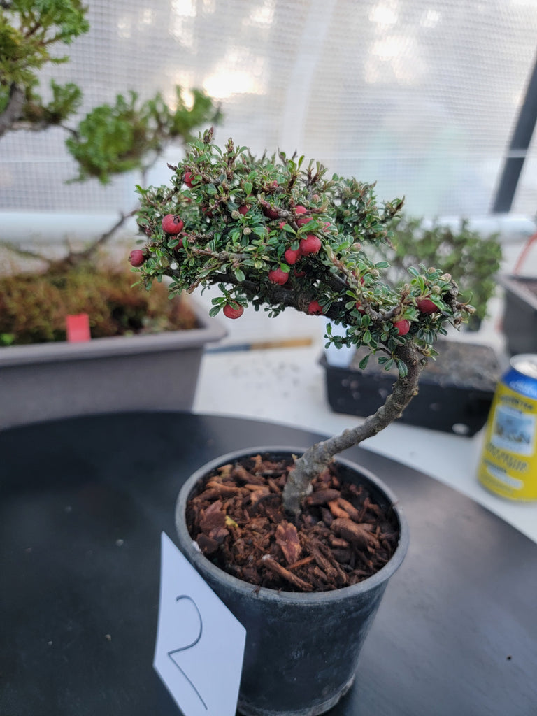 cotoneaster tree bonsai Cotoneaster microphyllus 'THYMINIFOLIUS' Pre-Bonsai #2 – MiniForest