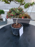 Cotoneaster microphyllus 'THYMINIFOLIUS' Pre-Bonsai #2