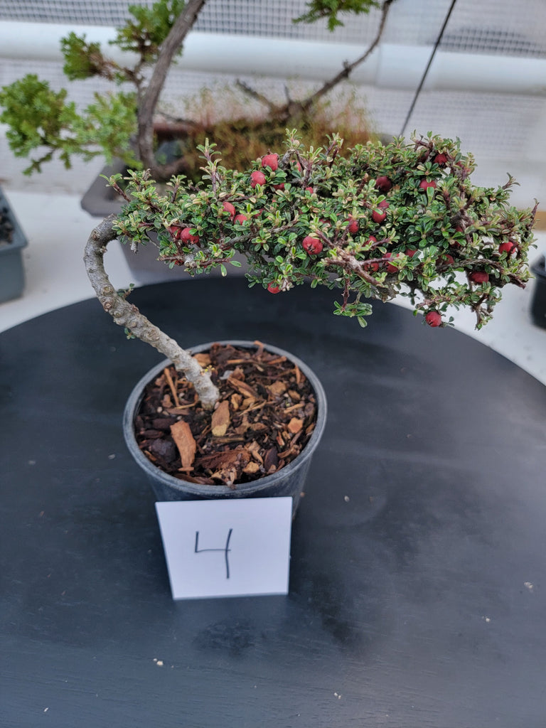cotoneaster bonsai tree Cotoneaster microphyllus 'THYMINIFOLIUS' Pre-Bonsai #4 – MiniForest