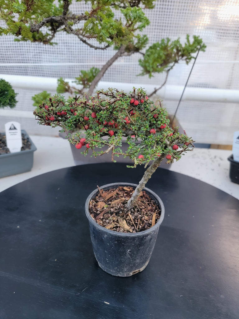 bonsai tree with 5 leaves Cotoneaster microphyllus 'THYMINIFOLIUS' Pre-Bonsai #5 – MiniForest