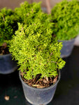 Juniperus chinensis ‘SHIMPAKU’