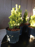 Picea glauca ‘JEAN’S DILLY’