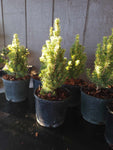 Picea glauca ‘JEAN’S DILLY’