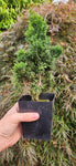 Chamaecyparis obtusa 'Rezek'
